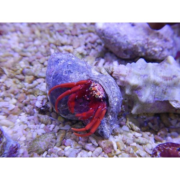 【海水魚】スカーレットレッドレッグハーミットクラブ(カリブ）(1匹)2-3cm前後(サンプル画像）（生体）