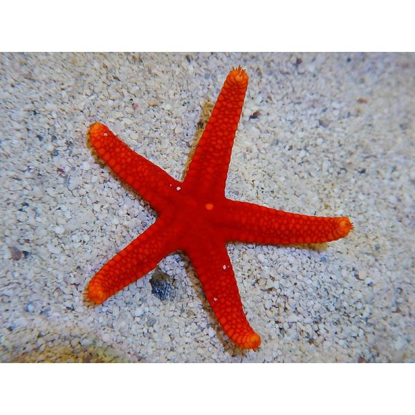 【海水生物】アカジュズベリヒトデ(1匹)±5-7cm　(サンプル画像）（生体）
