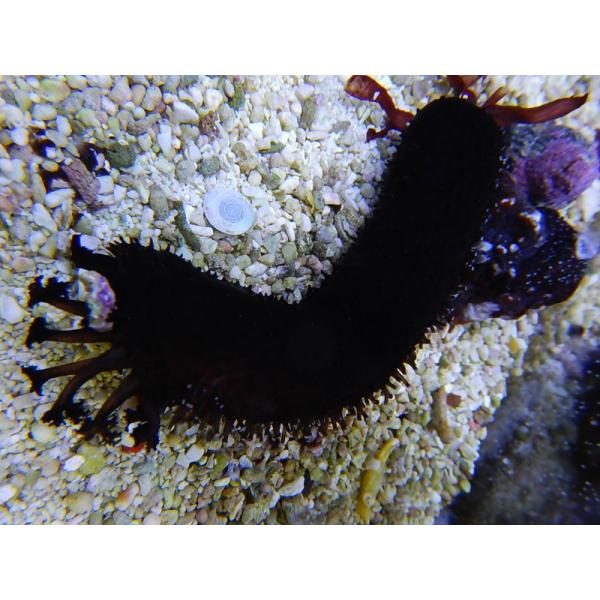 【海水魚】クロナマコ(沖縄産) (1匹)±5-10cm(サンプル画像）（生体）