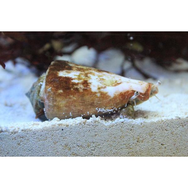 マガキガイは、両眼と長い口を伸ばすユニークな巻貝の仲間で、水槽の内側面やライブロック、給排水パイプなどに生える茶色・緑色などのコケ類を食べてくれるお掃除生体です。また様々な魚やエビ、サンゴ、イソギンチャクなどとの混泳も可能なので非常に人気の...