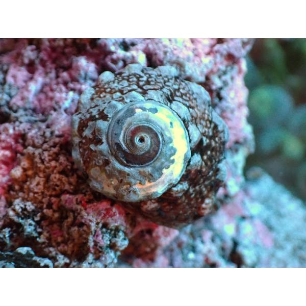 【海水魚・貝】カンギクガイ（ガラス面掃除 クリーナー 貝） (5匹) (サンプル画像）（生体）