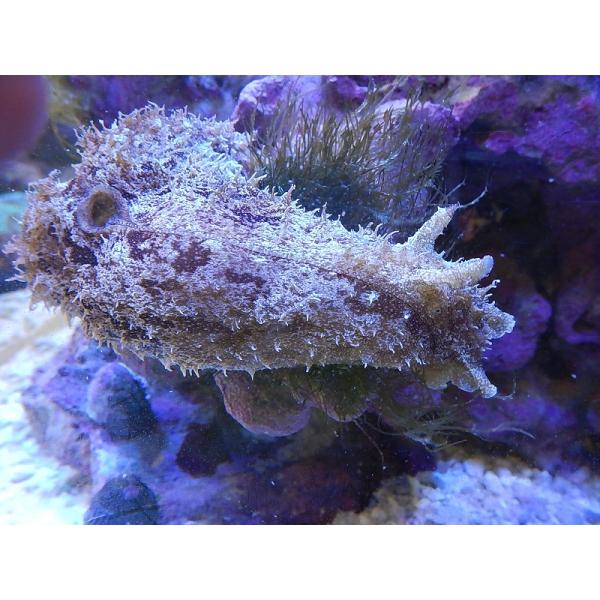 【海水魚】タツナミガイ(1匹)±5-10cm 前後(サンプル画像）（生体）