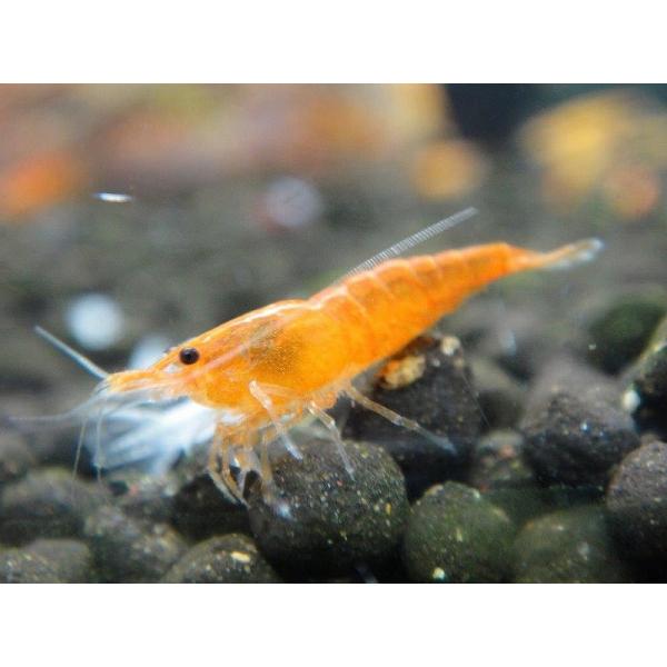 エビ シュリンプ 5匹 オレンジチェリーシュリンプ 1 2 1 5cm 生体 淡水 Ze03 ペットバルーン ヤフー店 通販 Yahoo ショッピング
