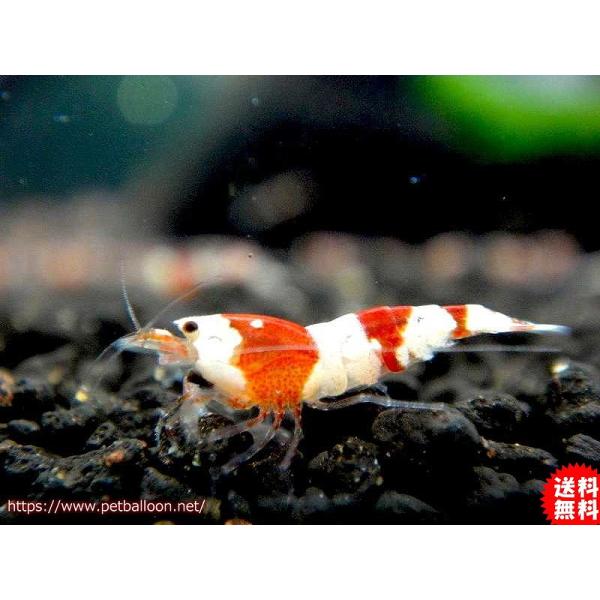 【エビ】【通販】【シュリンプ】【10匹セット】レッドビーシュリンプバンドSMサイズ有名ブリーダー血統(1.0-1.2cm)