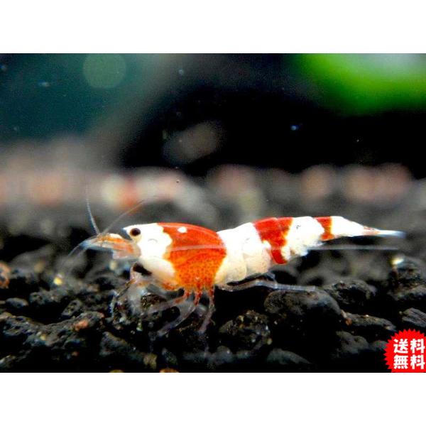 【エビ】【通販】【シュリンプ】【20匹】レッドビーシュリンプ バンド SMサイズ 有名ブリーダー血統 (±1.0cm)