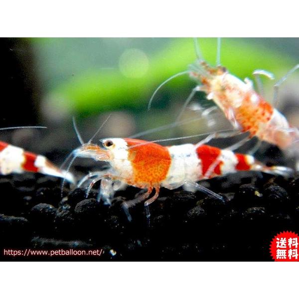 送料梱包料金無料 エビ シュリンプ レッドビーシュリンプ バンド Smサイズ匹 1 0cm Apaproduction Fr