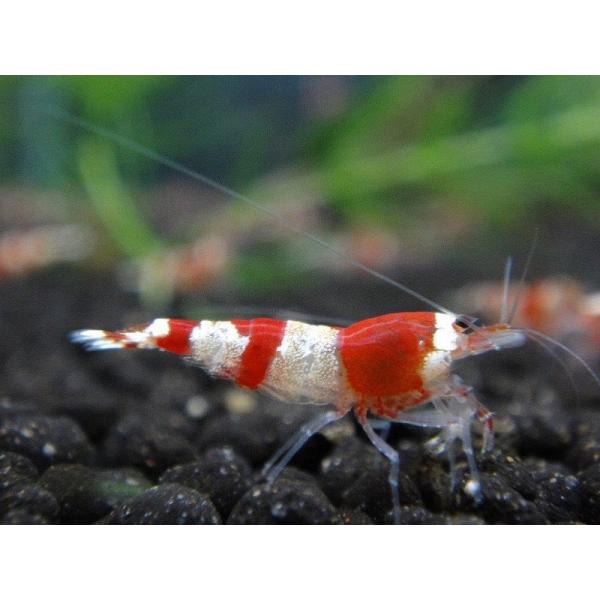 【エビ】【通販】【シュリンプ】【5匹】エビレッドビーシュリンプ バンド赤キレイ!! M-MLサイズ(1.2-1.5cm)