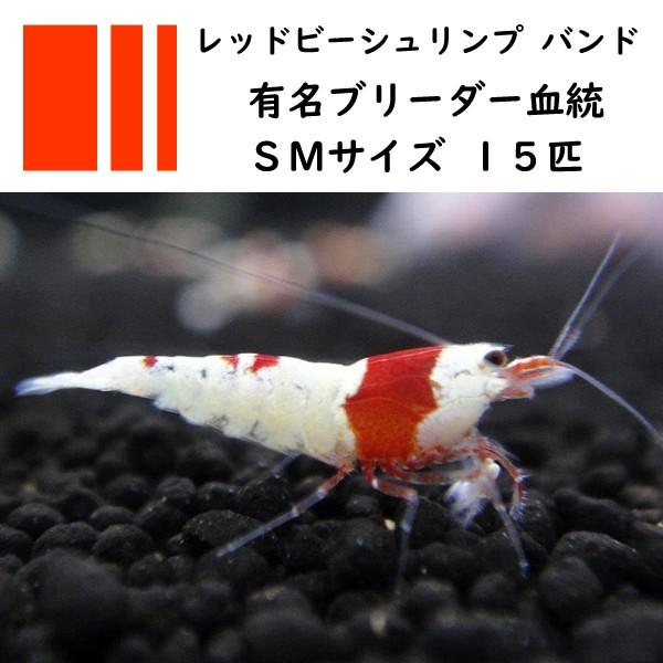 エビ シュリンプ レッドビーシュリンプバンドsmサイズ有名ブリーダー血統15匹 1 0cm Ze09 ペットバルーン ヤフー店 通販 Yahoo ショッピング