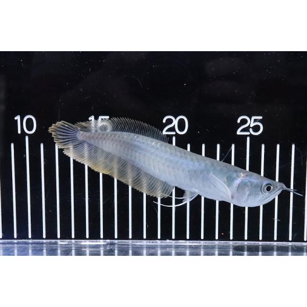 【淡水魚】【通販】大きめ シルバーアロワナ コロンビア産 ワイルド【１匹 サンプル画像】(±15-17cm)