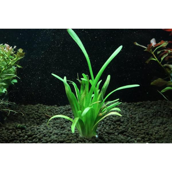 【通販 水草】国産水草 ピグミーチェーンサジタリア(無農薬)【1束 サンプル画像】（前景草)