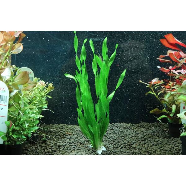 【通販 水草】国産水草 コークスクリューバリスネリア(無農薬)【1束 サンプル画像】（後景草)