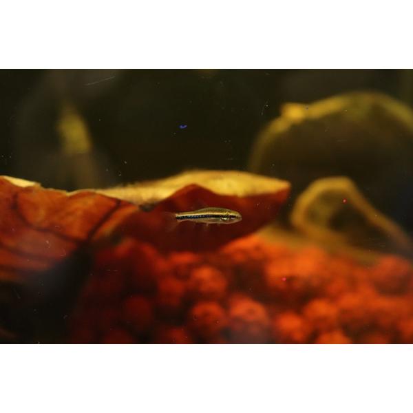 ここ最近全く入荷がなく、現地リストにすら上がってこない状態となっておりましたが、今回問屋に少量入いたしましたので、全ていただきました。入荷頻度が極めて少なくなっておりますので、是非この機会に入手してください。小型で非常に綺麗なカラシンですね...