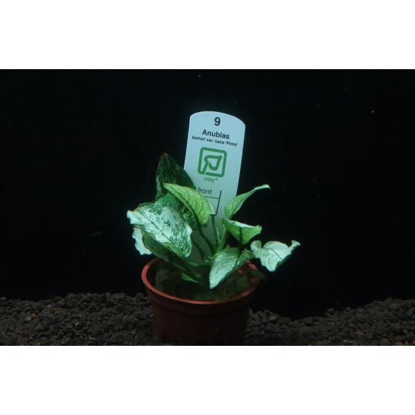 通販 水草】トロピカ社 アヌビアスナナ ピント(斑入り)(無農薬)【1