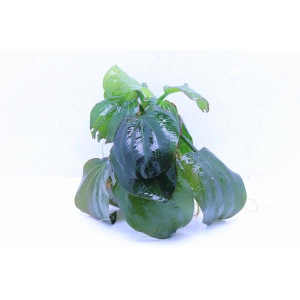 【通販 水草】特価 エキノドルス オパックス【1個 サンプル画像】（後景草)