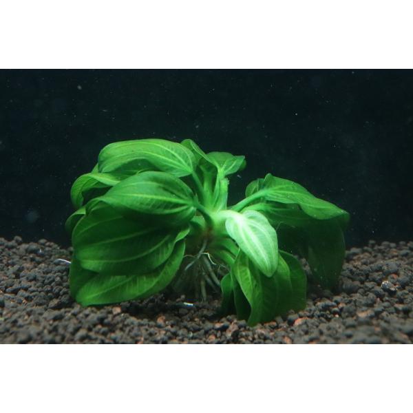 通販 水草】激安 レア種 エキノドルス sp オパクス サンカルロス【1株