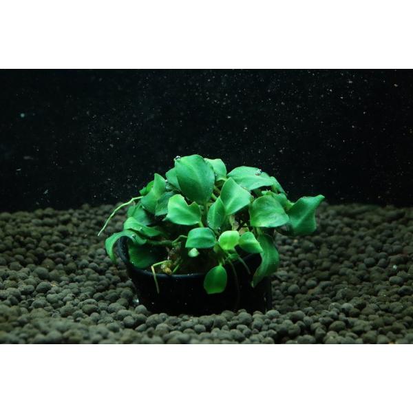 【通販 水草】アヌビアス ダークエンジェル(輸入品)【1ポット サンプル画像】（陰性水草)