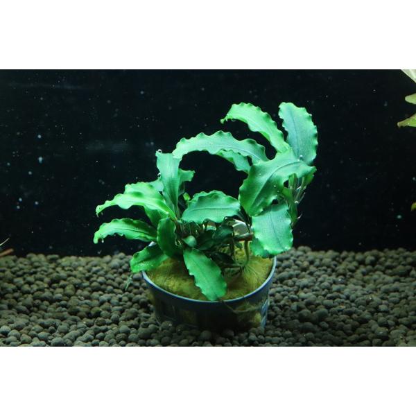petballoonshop_zf16-50315431