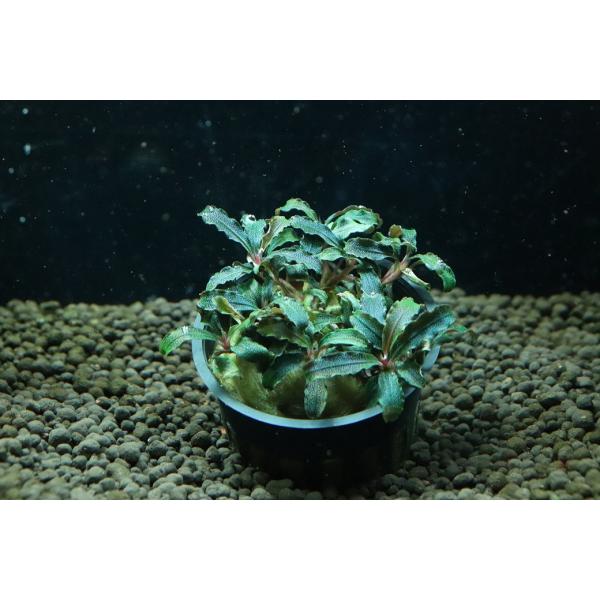 通販 水草】ブセファランドラ sp クダガン(輸入品)【1ポット サンプル