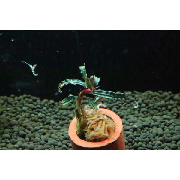 通販 水草】ブセファランドラ sp カテリナエ レッド(輸入品)【1株