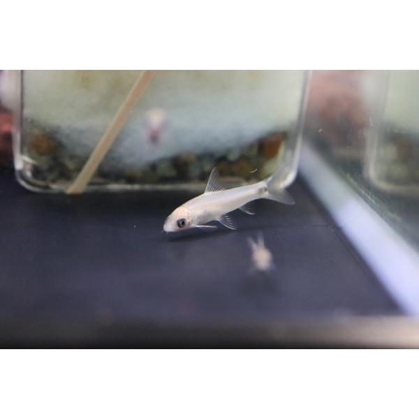 髭コケを食べることで知られているフライングフォックスの仲間のシルバーフライングフォックスですが、今回入荷は体色が白っぽいゴールデンタイプと言われる変わった種類となります。頻繁に入荷する種類ではございませんので、少し変わった個体をお探しの方は...