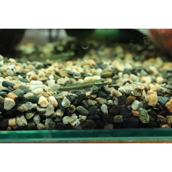 【淡水魚】【通販】コンテリボウズハゼ【１匹 サンプル画像】(±3-5cm)(ハゼ)
