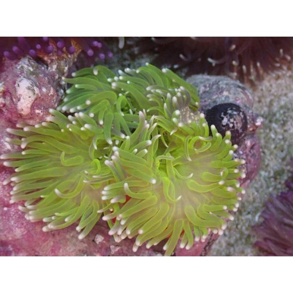 LTアネモネ メタリックグリーン