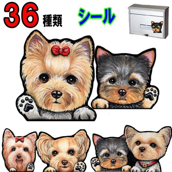 動物画像無料 驚くばかりヨークシャテリア 可愛い