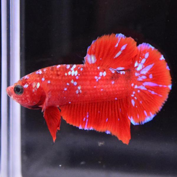 ベタ 熱帯魚 生体 プラカット レッドゴールドブルーギャラクシー オス