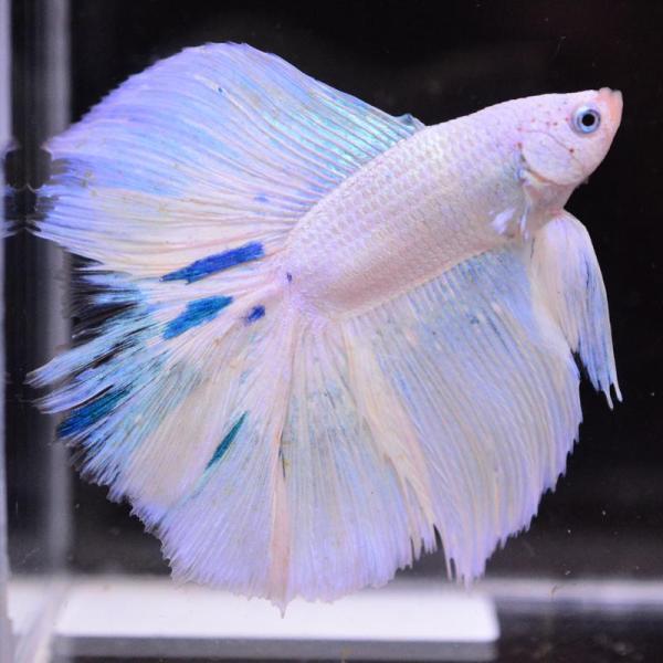 ベタ 熱帯魚 生体 ダブルテールハーフムーン ブルーファンシー オス ホワイト系