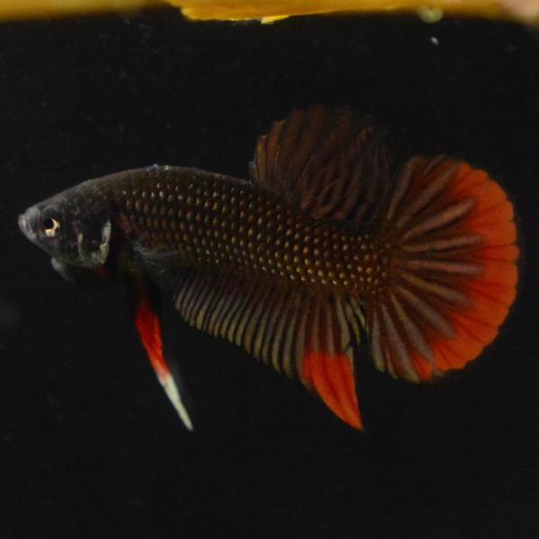 ベタ 熱帯魚 生体 インベリス カッパーレッド オス