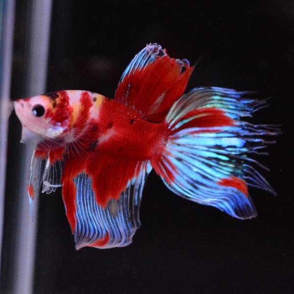 ベタ 熱帯魚 生体 ベールテール キャンディ オス レッド系