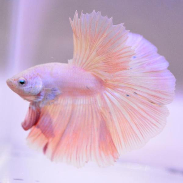 ベタ 熱帯魚 生体 ハーフムーン ピンク オス ブルー系