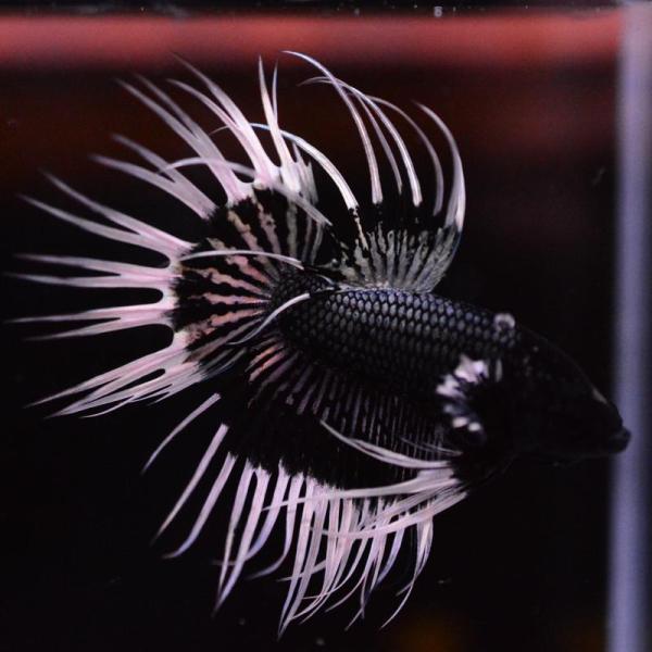 ベタ 熱帯魚 生体 クラウンテール ブラックバタフライ オス