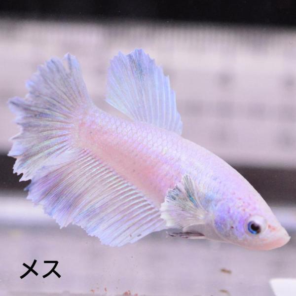 ベタ 熱帯魚 生体 ハーフムーン ダンボスィート メス 繁殖 レッド系