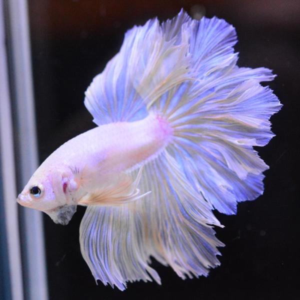 ベタ 熱帯魚 生体 ハーフムーン パステル オス イエロー系