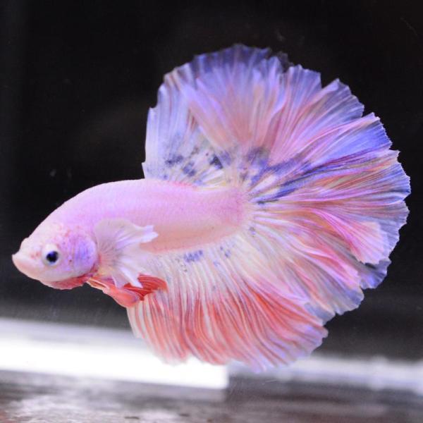 ベタ 熱帯魚 生体 ハーフムーン ダンボスウィート オス レッド系