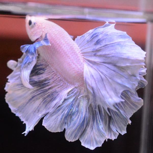 ベタ 熱帯魚 生体 ハーフムーン ダンボスウィート オス ブルー系