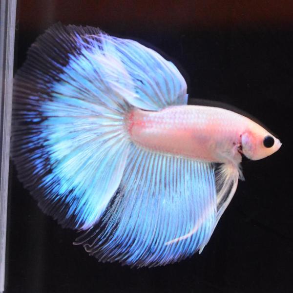 ベタ 熱帯魚 生体 ハーフムーン パステル オス ブルー系