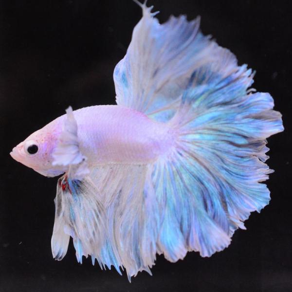 ベタ 熱帯魚 生体 ハーフムーン ダンボスウィート オス ブルー系
