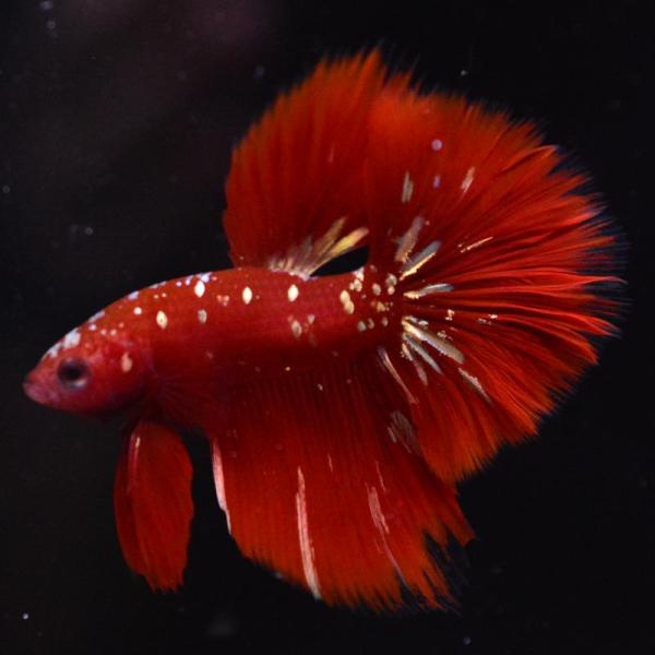 ベタ 熱帯魚 生体 ハーフムーン レッドゴールドギャラクシー ペア