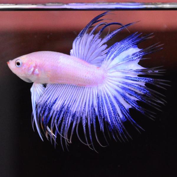 ベタ 熱帯魚 生体 クラウンテール ファンシー オス ブルー系