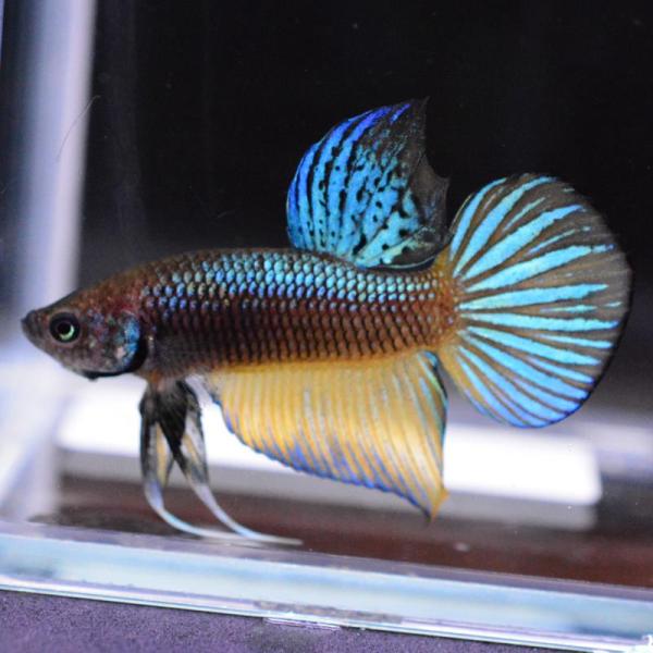 ベタ 熱帯魚 生体 ブラックスプレンデンス オス