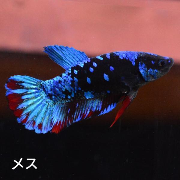 ベタ 熱帯魚 生体  プラカット アバター メス 繁殖
