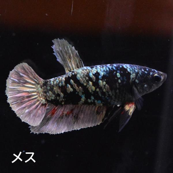 ベタ 熱帯魚 生体  プラカット アバターカッパー メス 繁殖