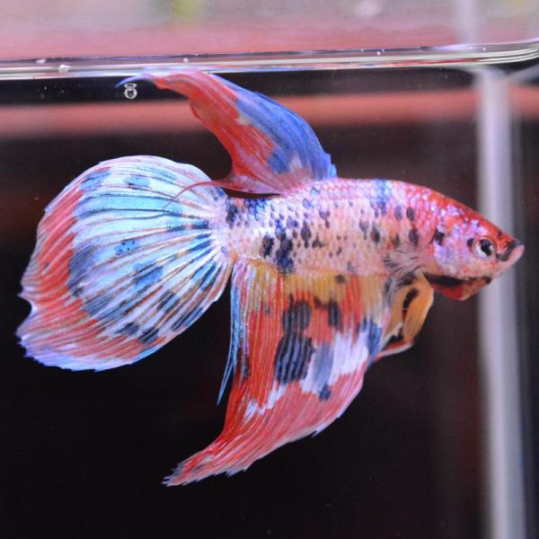 ベタ 熱帯魚 生体 ベールテール キャンディ オス レッド系