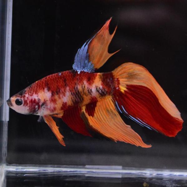ベタ 熱帯魚 生体 ベールテール キャンディ オス レッド系