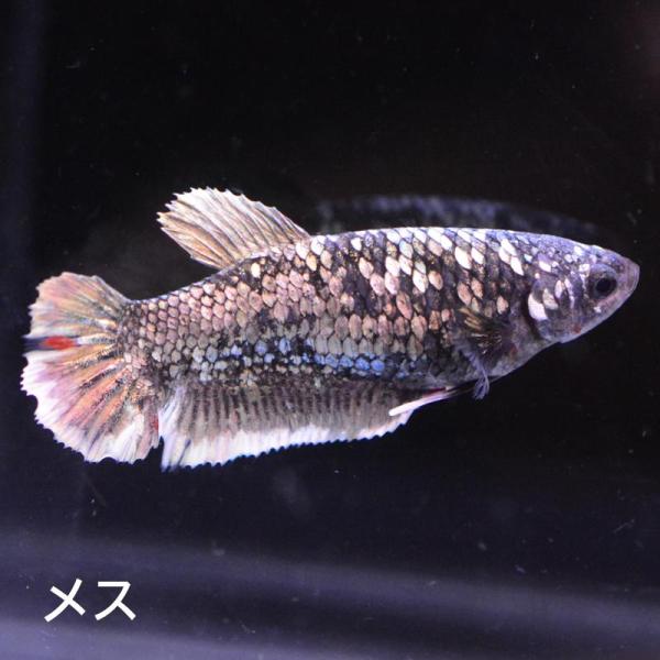 ベタ 熱帯魚 生体 ジャイアント プラカット ブラックスターカッパー5.5 メス