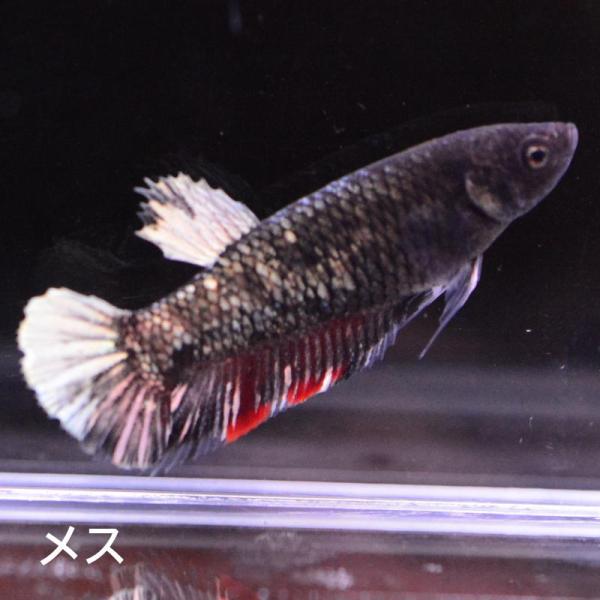 ベタ 熱帯魚 生体 ジャイアント プラカット ブラックスターカッパー5.5 メス