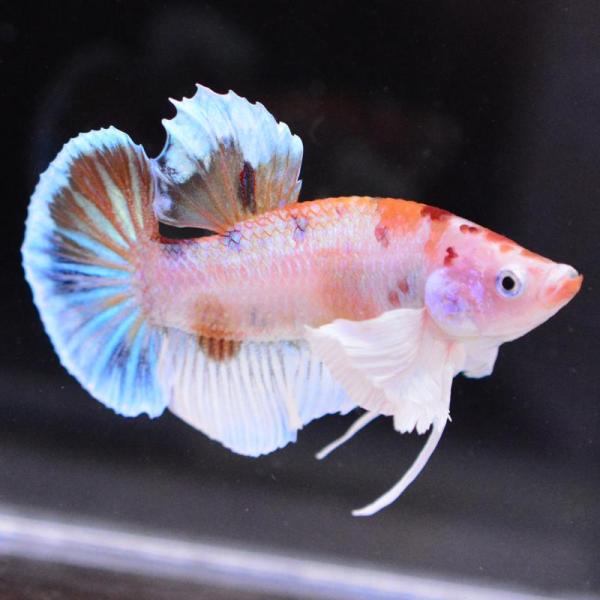 ベタ 熱帯魚 生体 プラカット ダンボキャンディ オス レッド系