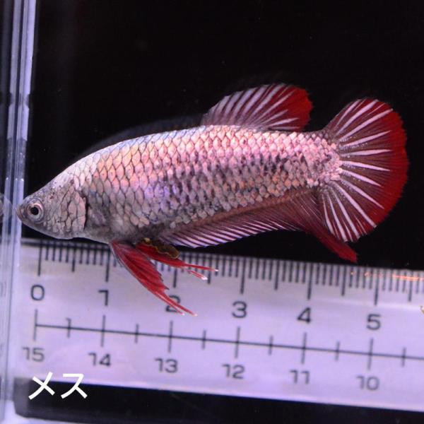 ベタ 熱帯魚 生体 ジャイアント プラカット カッパーレッド5.5 メス